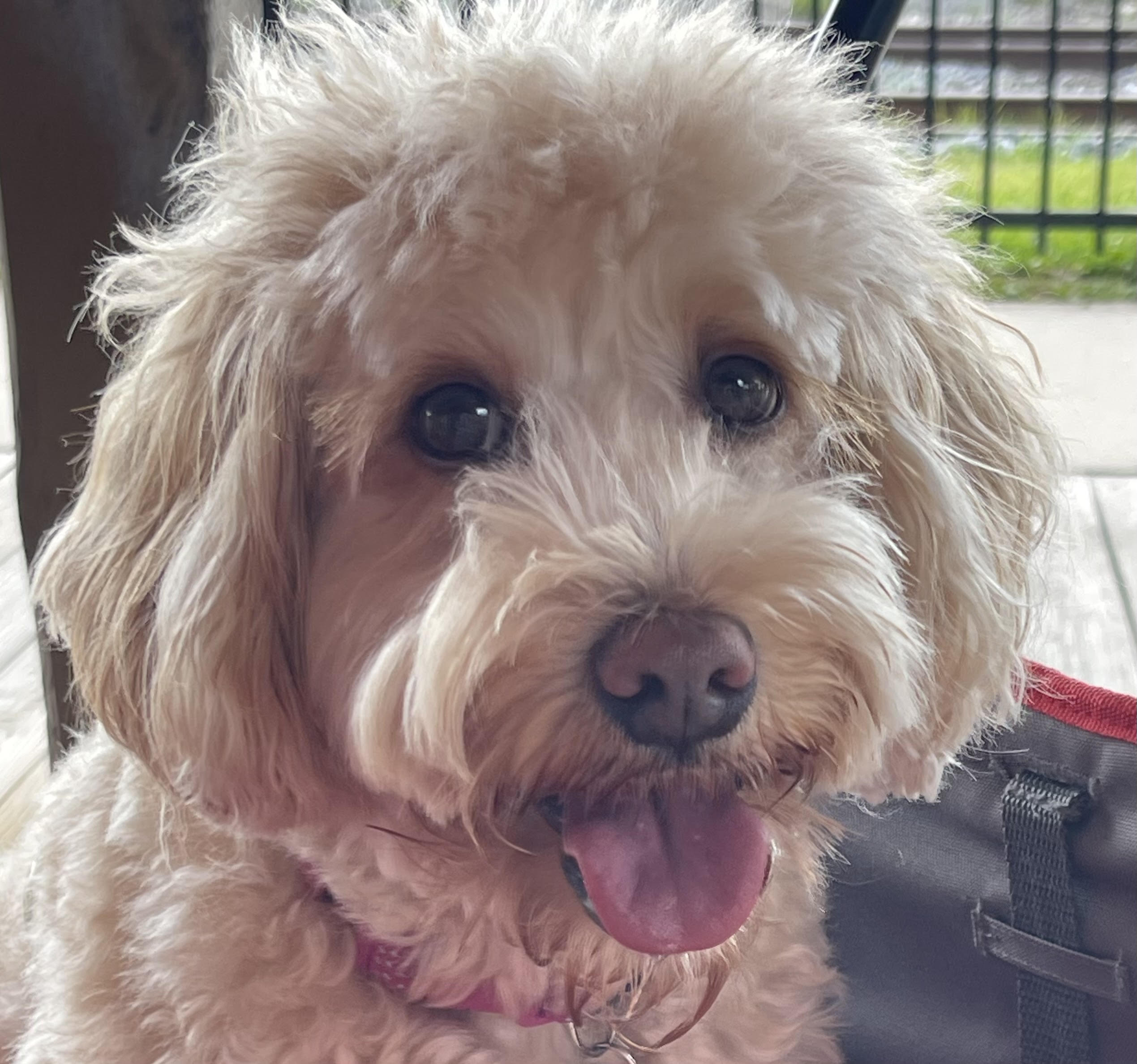 Rylee, a small fluffy light-colored dog facing the camera